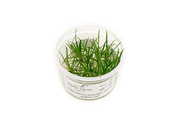 Helanthium Tenellum Micro Aquatic Farmer Tissue Culture