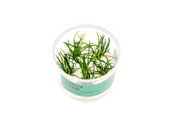 Littorella Uniflora UNS Tissue Culture