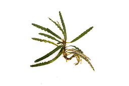 Fenestratarum Mulyadii